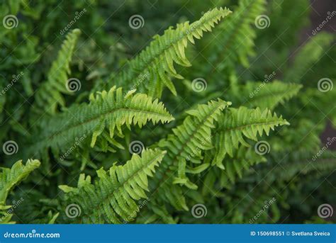 Beautiful Fern Leaves Green Foliage In A Garden Natural Floral Fern