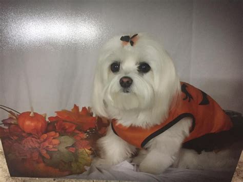 Precious Maltese In Her Pumpkin Costume Dog Wearing Clothes Pumpkin