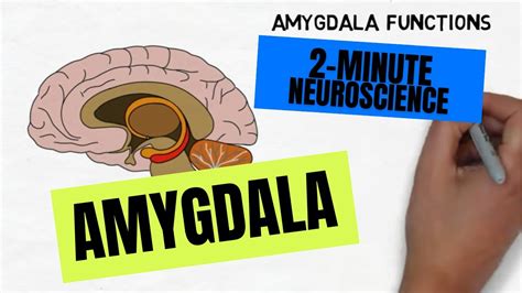 2 minute neuroscience amygdala youtube