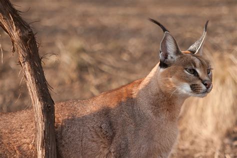 Caracal Picture Image Abyss