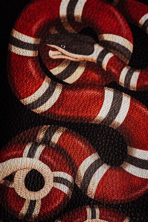 Gucci Snake Wallpapers Wallpaper Cave
