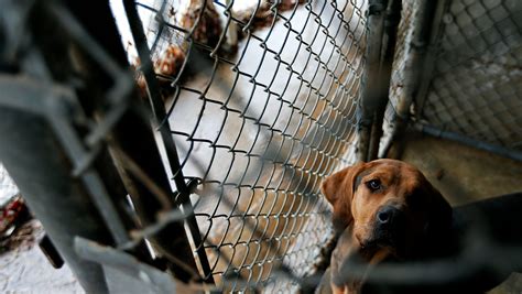 Plan to build new animal shelter and adoption facility in Springfield