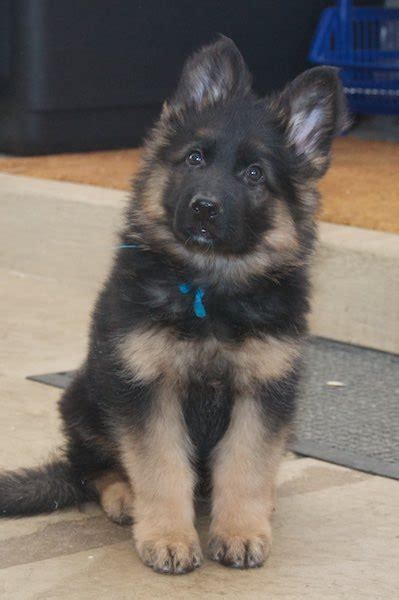 Fabulous german sheperd pups for sale. Vollmond - Breeder of German Shepherd Puppies & Dogs For ...