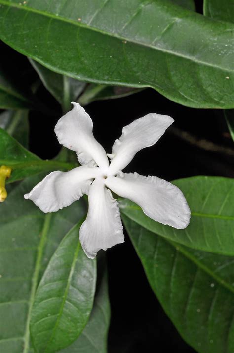 Tabernaemontana Pandacaqui Apocynaceae