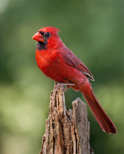Northern Cardinal Cardinal Pictures Cardinal Birds Northern Cardinal