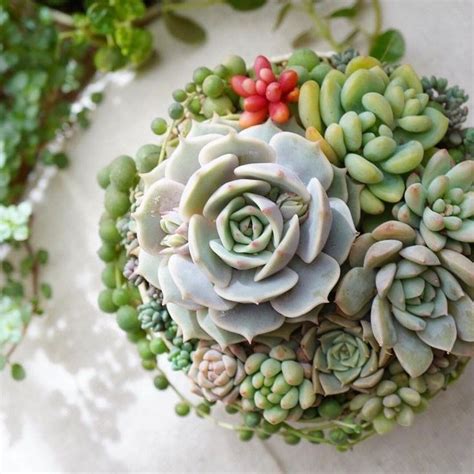 Pin On Succulents