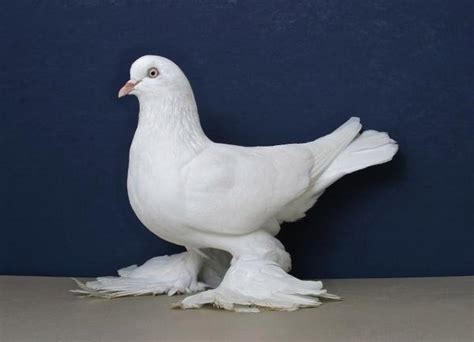 We did not find results for: Pure white feather feet doves | Birdtrader