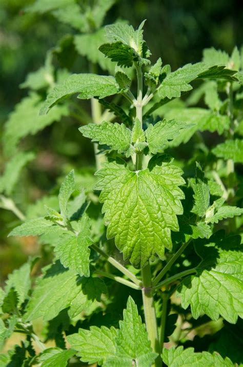 Mint Herb In The Garden Stock Image Image Of Botanical 118268015