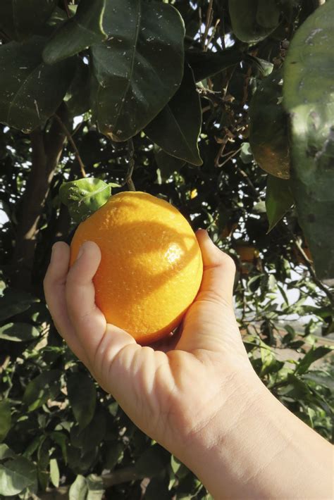 Maybe you would like to learn more about one of these? How To Harvest Oranges - Tips For Picking Oranges In The ...