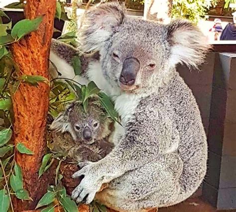 Koalas Baby