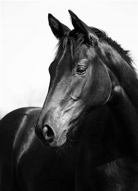 Tv and movie stills to inspire you on earth day (1). Black Stallion, Posters