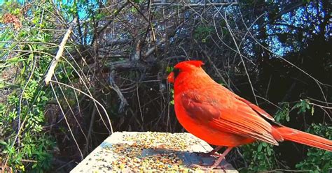 10 Tips On How To Attract Cardinals To Your Yard Birdsdepot