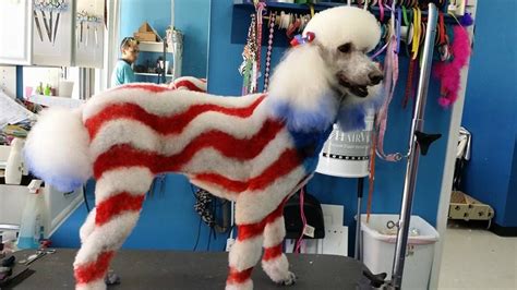 Repinned More Creative Dog Grooming Dog Dye Dog Grooming Poodle