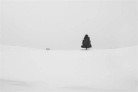 Snow Tree Minimal 5k Hd Nature 4k Wallpapers Images Backgrounds