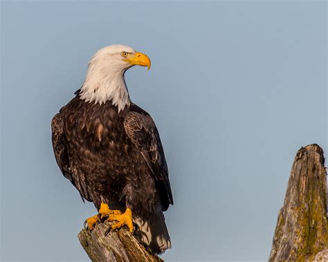 The Bald Eagle A National Symbol Birdnote