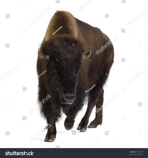 Bison Front White Background Stock Photo Edit Now 9192769 Shutterstock
