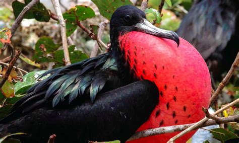 Latest Edition Of Caribbean Birdwatch Caribbean Birding Trail