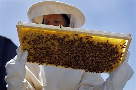 We keep our bees in the hills west of corvallis, alpine, and junction city and bring them for. Dating a queen bee is a killer