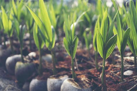 Sprout Of Coconut Tree Young Coconut Seed Germination Green Lea Stock