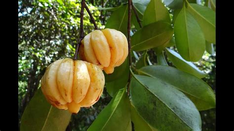 Although that use is controversial, this. Garcinia Cambogia Fruit Tree - YouTube