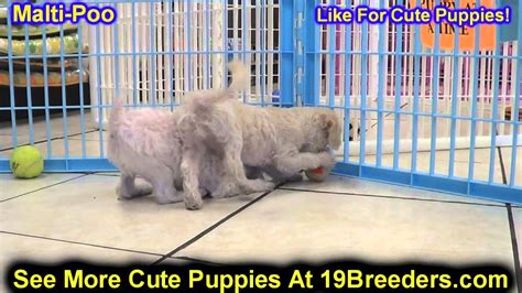 These little balls of fluff exude joy and delight! Maltipoo, Puppies, For, Sale, In, Minneapolis, Minnesota ...
