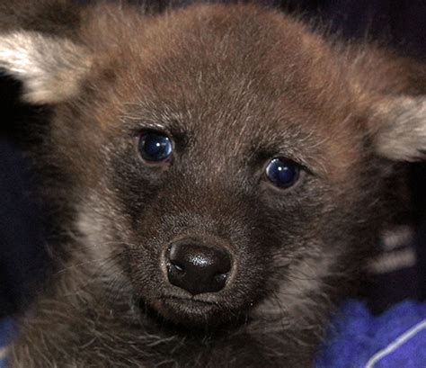 Photo Adorable Maned Wolf Pups Get A Medical Exam Smithsonian