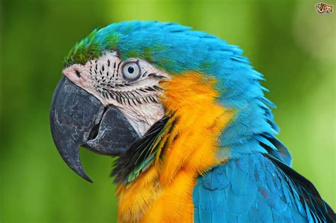 Whatever environment they are in, it becomes quite normal for them. Blue and Gold Macaw | Pets4Homes