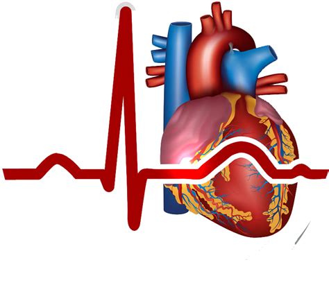 Human Heart Anatomy Circulatory System Coronal Plane