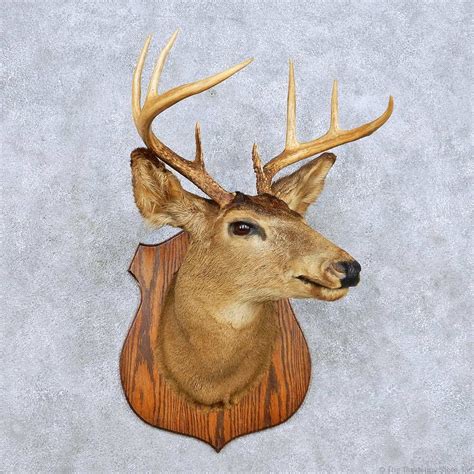 Whitetail Deer Shoulder Mount For Sale 14116 The