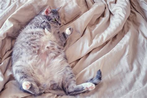Gatos Con Obesidad Como Frenarla Consecuencias Y Cuáles Son Los