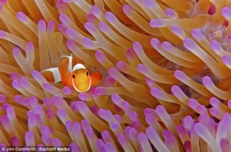 A Colourful Clownfish Swims Among Some Flesh Eating Anemones Clownfish
