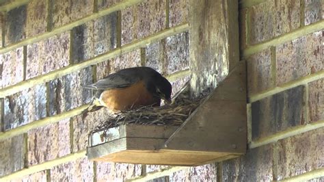 Do It Youself Best Ever Robin Nest Box Mother Robin Feeds Chicks And