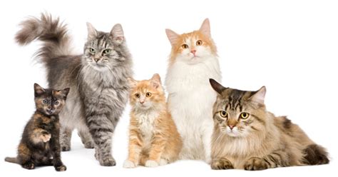 Top 10 Most Popular Cat Breeds - Slideshow
