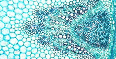 * under stressful conditions, mitochondria have also been observed in plastids (by intrusion). Cell membranes | Nuffield Foundation | Microscopic images ...