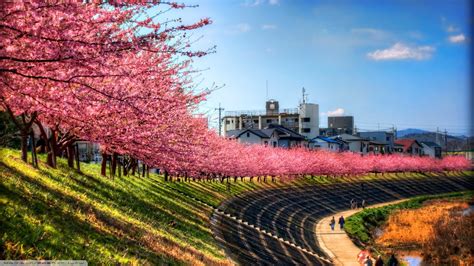 Sky Landscape Trees Pink Path Cherry Blossom Japan Wallpapers Hd