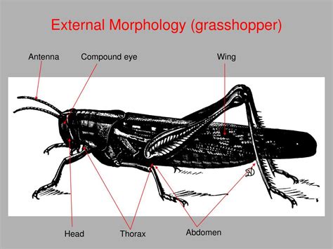 Ppt Entomology 462 Insect Morphology Powerpoint Presentation Free