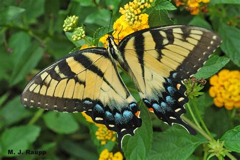 Missing Bugs Of The Week Swallowtail Butterflies Papilionidae Bug