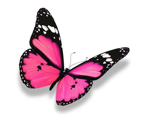 Pink Butterfly Isolated On White Background — Stock Photo © Suntiger