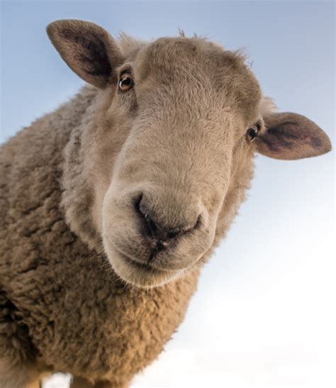 Revised UK Agriculture Bill 2020 | Scottish Parliament