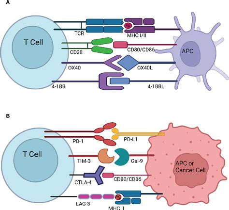 Figure 3 From Cytokine Release Syndrome And Cancer Immunotherapies Historical Challenges And