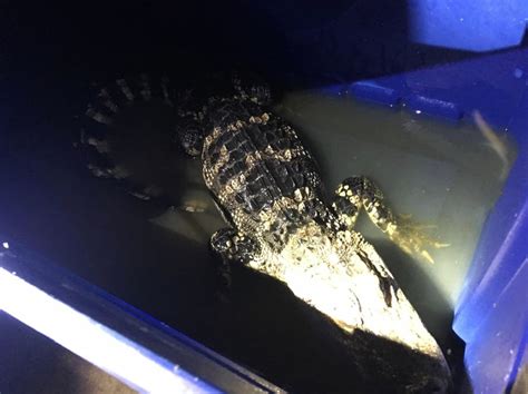 5 Foot Alligator Rescued From Dc Home Police Washington Dc Dc Patch