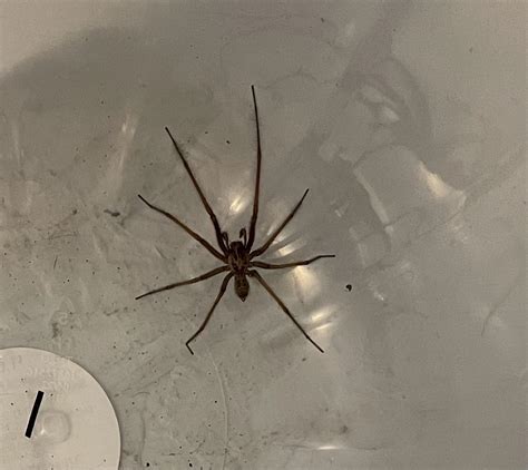 Grass Spider Vs Brown Recluse Rwhatsthisbug