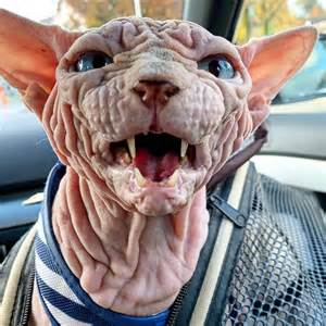 Xherdan The Sphynx Cat Becomes Internets New Spirit Animal Huffpost