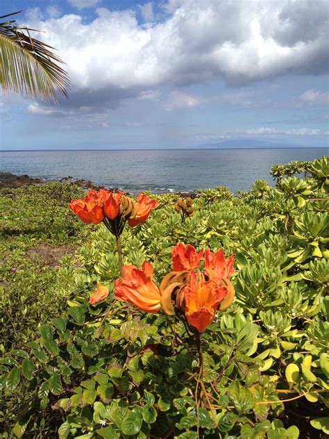 Flowers In Maui Hawaii By Lkw Maui Hawaii Maui Pretty Flowers