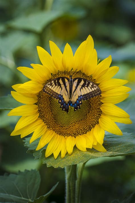 Butterfly On Sunflower Free Stock Photo Public Domain Pictures