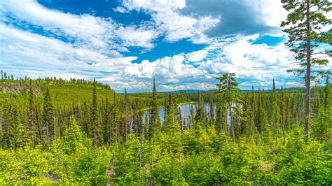 Download Wallpaper 2560x1440 Forest Spruce Trees Lake Sky