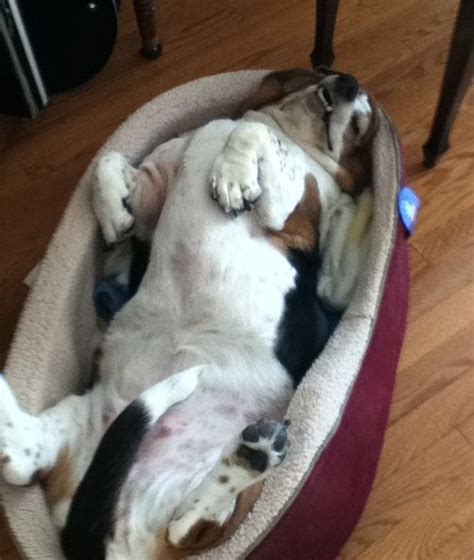 The 10 Most Awkward Basset Hound Sleeping Positions