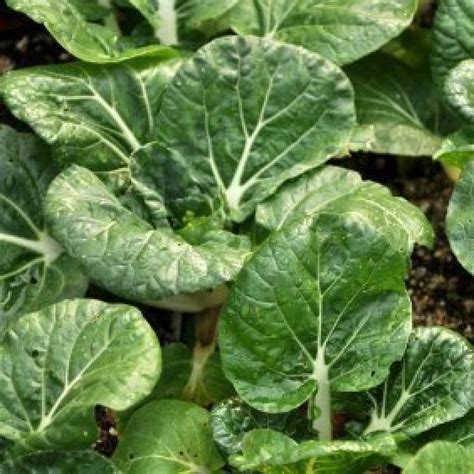 Growing Chinese Cabbage Thriftyfun