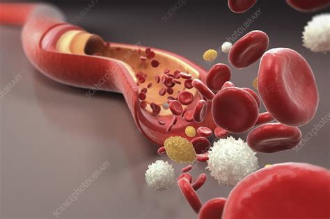 Blood Vessel With Cells Artwork Stock Image C Science