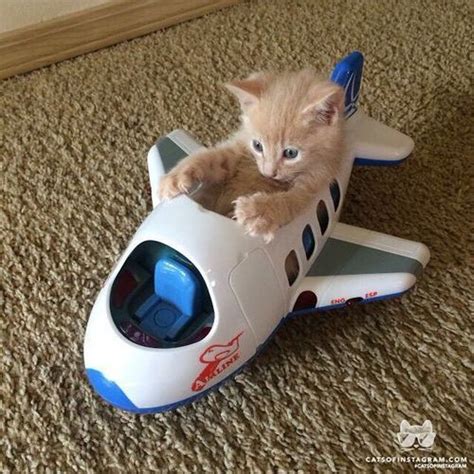 53 Best Aviation Cats Images On Pinterest Kitty Cats Cats And Crazy